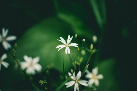 white flower and green tropical leaves beautiful alley and ornamental plants on green backgroundの写真素材