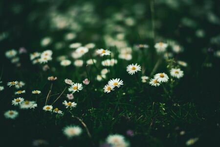 white flower and green tropical leaves beautiful alley and ornamental plants on green background