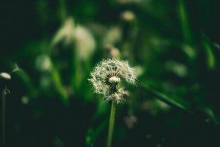 white flower and green tropical leaves beautiful alley and ornamental plants on green background
