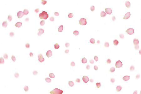 many rose overlay rose flowers and petal valentine background with falling red rose petals is on black backgroundの写真素材