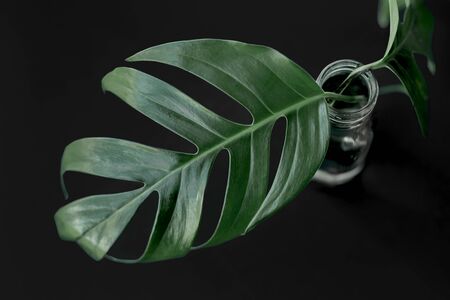 green leaf minimal styles tropical green palm leaves on bright background Minimal surrealism black background.の写真素材