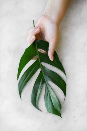 green leaf minimal styles tropical green palm leaves on bright background Minimal surrealism black background.の写真素材