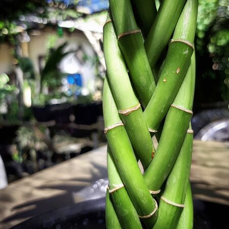 green margin of long green steam leaf flowers beautiful on white pots of the decorative plant...