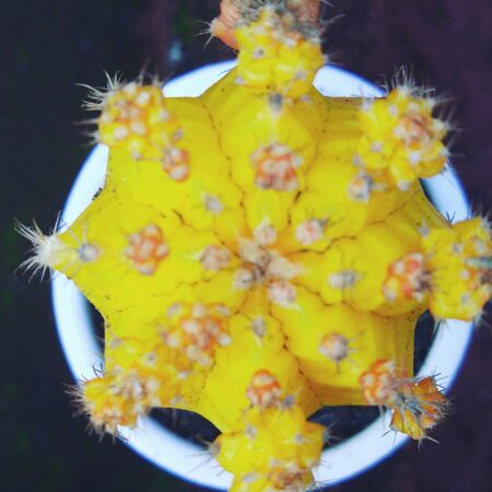 green margin of yellow cactus leaf flowers beautiful on white pots of the decorative plant...