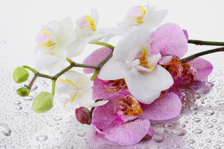 light white beautiful orchid flower and green leaf in garden at winter or spring day on nature white background.の写真素材