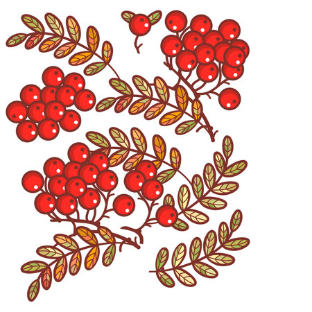 light red lychee autumn dry leaves pattern and orange and yellow leaf on white background.の写真素材