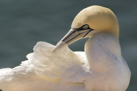 Gannet cleaning feathersの写真素材