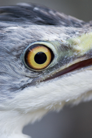 Eye of Grey Heronの写真素材