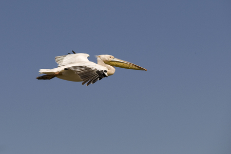 great white pelican in flightの写真素材