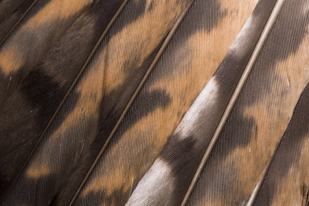 Plumage of Common buzzard