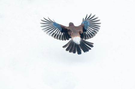 Eurasian jay (Garrulus glandarius) flying over snowの写真素材