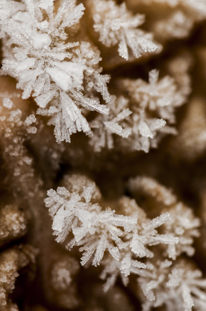abstract image of savoy cabbage in the field with frost on it on a Flemish fieldの写真素材