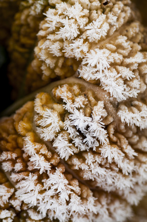 abstract image of savoy cabbage in the field with frost on it on a Flemish fieldの写真素材