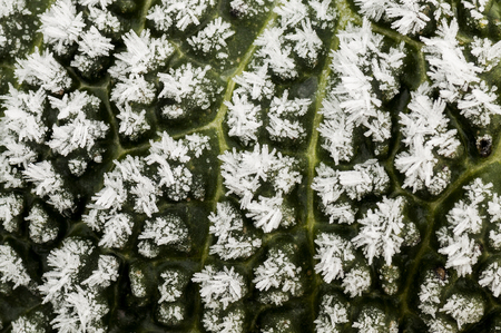 abstract image of savoy cabbage in the field with frost on it on a Flemish fieldの写真素材