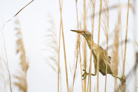 Little bittern sitting between the reeds at at laguna of the l'Alfacada, under supervision of Monnatura Delta at Parc natural del delta de l'Ebreの写真素材