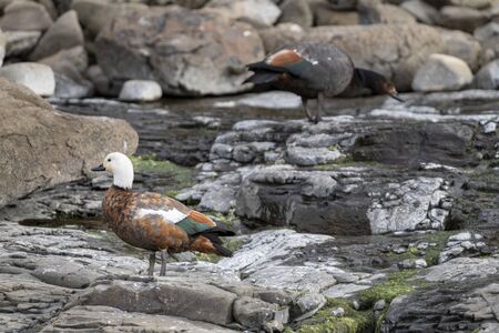 A pair of Paradise shelduck foraging on the rocky coast of the petrified forest in Curio Bay, New Zealandの写真素材