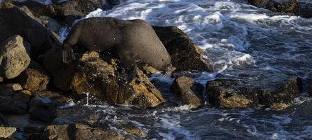 New Zealand fur seal active during a sunny sunrise at Shag Point, New Zealand. There is a full colony of "kekeno", the name given by the Maori, on this location.の写真素材