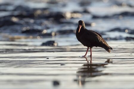Variable Oystercatcher walking on the Moeraki Boulders beach at sunrise, New Zealand.の写真素材