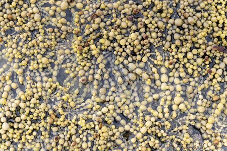 Olive-brown strings of Neptune's necklace (Hormosira banksii) seaweeds on the rocky coastline of the petrified forest in New Zealands Curio Bayの写真素材