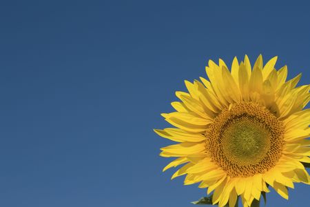 Sunflower, with blue sky.の写真素材