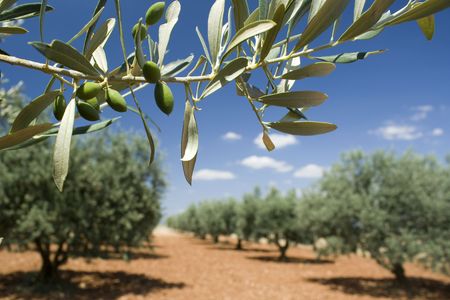 Olive branch in olive grove. Provence. Franceの写真素材