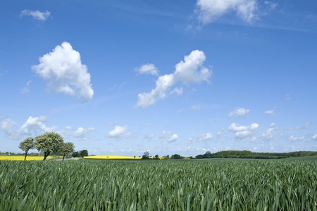 Green field with blue summer sky.の写真素材