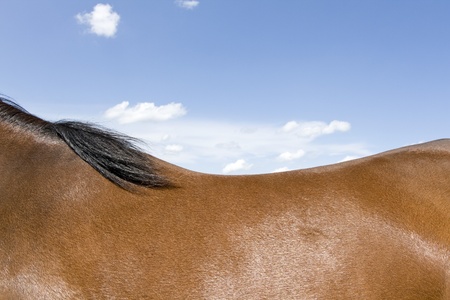 Horseback, blue skyの写真素材