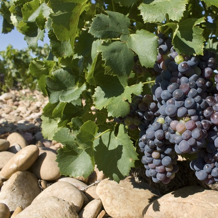 Grapes in Vineyard, France