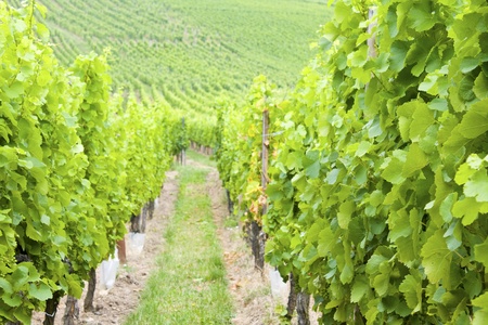 Vineyard in France.の写真素材