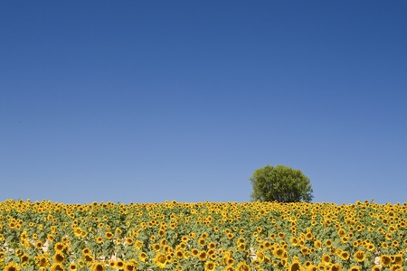 Provence, sunflower fieldの写真素材
