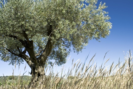 Olive tree, from Provence. France.の写真素材