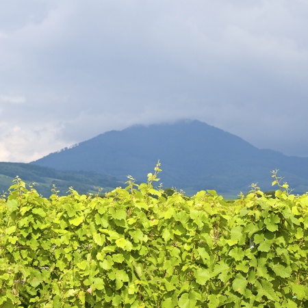 Vineyard in Alsace  France の写真素材