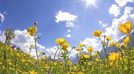 Wildflower, flower in Meadow の写真素材