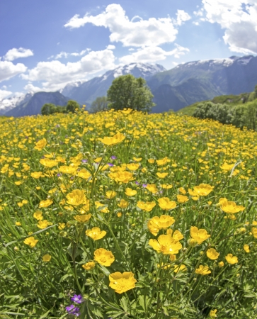 Meadow, flower, wildflower in Alps,の写真素材