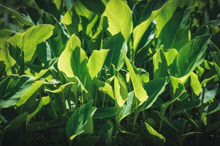 Background of a green Strelitzia leaves.の写真素材