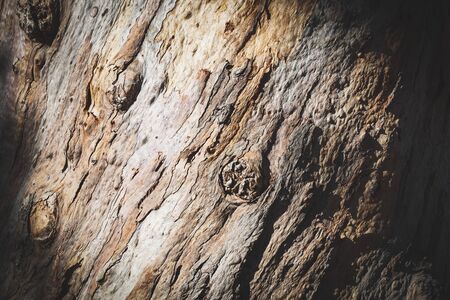 Texture of the bark of an old eucalyptus tree