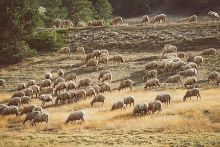 Flock of sheeps grazing in the field on a summer afternoonの写真素材