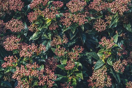 Flower buds and evergreen leaves of a Viburnum tinus shrubの写真素材