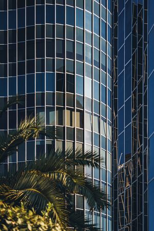 Palm trees growing in front of a curved glass office buildingの写真素材