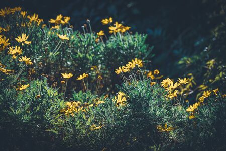 Flowers and buds of Euryops Pectinatus commonly known as Yellow Daisyの写真素材