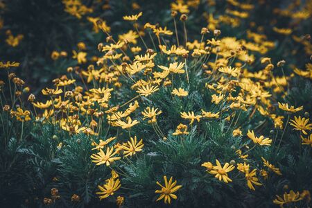Flowers and buds of Euryops Pectinatus commonly known as Yellow Daisyの写真素材