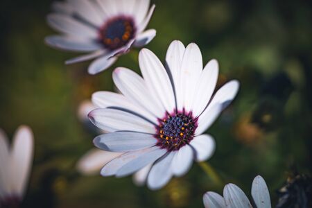 Flowers of Osteospermum 'soprano white' commonly known as African daisy or Cape Daisyの写真素材
