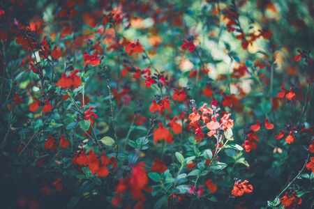 Red tiny flowers of Eyelash-Leaved Sage, also known as, Salvia blepharophyllaの写真素材