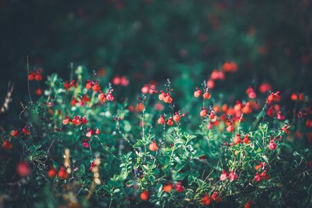 Red tiny flowers of Eyelash-Leaved Sage, also known as, Salvia blepharophyllaの写真素材