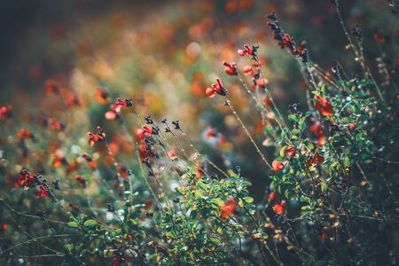 Red tiny flowers of Eyelash-Leaved Sage, also known as, Salvia blepharophyllaの写真素材
