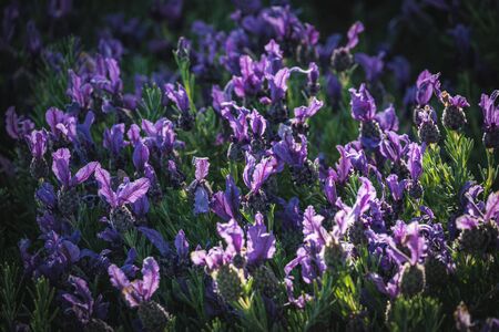 Flowers of Lavandula stoechas also known as French Lavender, Spanish Lavender or Stoechas Lavenderの写真素材