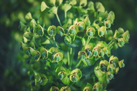 Green flowers of Euphorbia Characias Wulfenii commonly known as Mediterranean Spurgeの写真素材