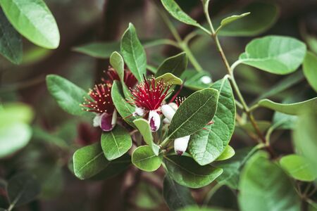 Exotic red flowers of Pineapple Guava tree also known as Feijoa Sellowianaの写真素材