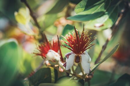 Exotic red flowers of Pineapple Guava tree also known as Feijoa Sellowianaの写真素材