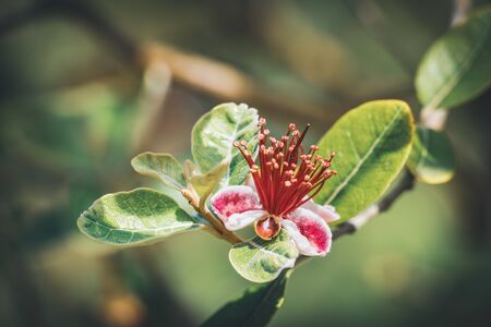 Exotic red flowers of Pineapple Guava tree also known as Feijoa Sellowianaの写真素材